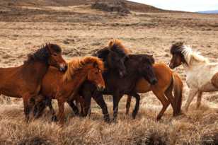 Iclandic horse herd-9511